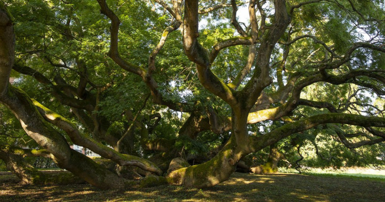 Arbres et forêts remarquables (²), un univers à explorer - La